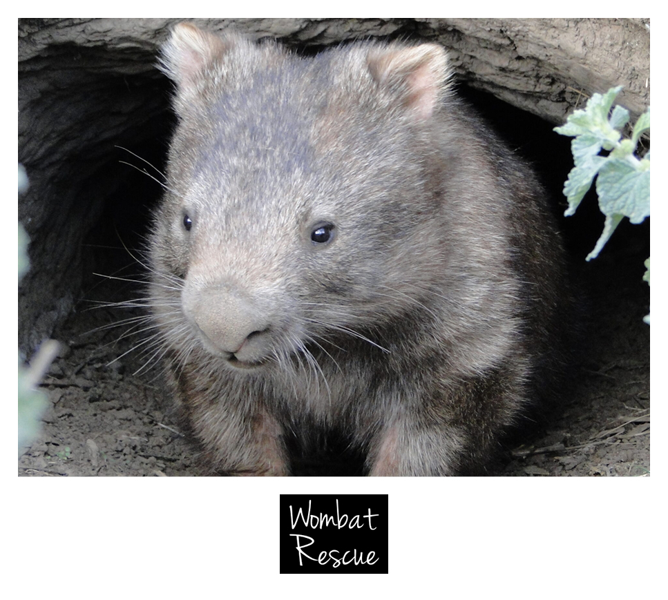 wombat